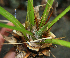  ( - BioBot02354)  @11 [ ] CreativeCommons - Attribution Non-Commercial Share-Alike (2010) Daniel H. Janzen Guanacaste Dry Forest Conservation Fund