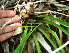 ( - BioBot02355)  @11 [ ] CreativeCommons - Attribution Non-Commercial Share-Alike (2010) Daniel H. Janzen Guanacaste Dry Forest Conservation Fund
