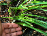  ( - BioBot02356)  @11 [ ] CreativeCommons - Attribution Non-Commercial Share-Alike (2010) Daniel H. Janzen Guanacaste Dry Forest Conservation Fund