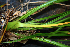  ( - BioBot02356)  @11 [ ] CreativeCommons - Attribution Non-Commercial Share-Alike (2010) Daniel H. Janzen Guanacaste Dry Forest Conservation Fund