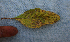  ( - BioBot02366)  @11 [ ] CreativeCommons - Attribution Non-Commercial Share-Alike (2010) Daniel H. Janzen Guanacaste Dry Forest Conservation Fund