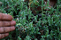  ( - BioBot02367)  @11 [ ] CreativeCommons - Attribution Non-Commercial Share-Alike (2010) Daniel H. Janzen Guanacaste Dry Forest Conservation Fund