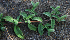  ( - BioBot02367)  @11 [ ] CreativeCommons - Attribution Non-Commercial Share-Alike (2010) Daniel H. Janzen Guanacaste Dry Forest Conservation Fund