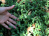  ( - BioBot02368)  @11 [ ] CreativeCommons - Attribution Non-Commercial Share-Alike (2010) Daniel H. Janzen Guanacaste Dry Forest Conservation Fund