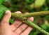  ( - BioBot02391)  @11 [ ] CreativeCommons - Attribution Non-Commercial Share-Alike (2010) Daniel H. Janzen Guanacaste Dry Forest Conservation Fund