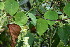  ( - BioBot02392)  @11 [ ] CreativeCommons - Attribution Non-Commercial Share-Alike (2010) Daniel H. Janzen Guanacaste Dry Forest Conservation Fund