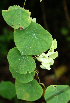  ( - BioBot02393)  @11 [ ] CreativeCommons - Attribution Non-Commercial Share-Alike (2010) Daniel H. Janzen Guanacaste Dry Forest Conservation Fund