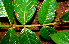  ( - BioBot02398)  @11 [ ] CreativeCommons - Attribution Non-Commercial Share-Alike (2010) Daniel H. Janzen Guanacaste Dry Forest Conservation Fund