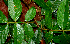  ( - BioBot02398)  @11 [ ] CreativeCommons - Attribution Non-Commercial Share-Alike (2010) Daniel H. Janzen Guanacaste Dry Forest Conservation Fund