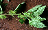  ( - BioBot02408)  @11 [ ] CreativeCommons - Attribution Non-Commercial Share-Alike (2010) Daniel H. Janzen Guanacaste Dry Forest Conservation Fund