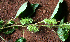  ( - BioBot02408)  @11 [ ] CreativeCommons - Attribution Non-Commercial Share-Alike (2010) Daniel H. Janzen Guanacaste Dry Forest Conservation Fund