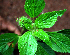 ( - BioBot02408)  @11 [ ] CreativeCommons - Attribution Non-Commercial Share-Alike (2010) Daniel H. Janzen Guanacaste Dry Forest Conservation Fund