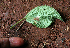  ( - BioBot02408)  @11 [ ] CreativeCommons - Attribution Non-Commercial Share-Alike (2010) Daniel H. Janzen Guanacaste Dry Forest Conservation Fund