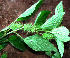  ( - BioBot02409)  @11 [ ] CreativeCommons - Attribution Non-Commercial Share-Alike (2010) Daniel H. Janzen Guanacaste Dry Forest Conservation Fund