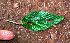  ( - BioBot02409)  @11 [ ] CreativeCommons - Attribution Non-Commercial Share-Alike (2010) Daniel H. Janzen Guanacaste Dry Forest Conservation Fund