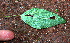  ( - BioBot02409)  @11 [ ] CreativeCommons - Attribution Non-Commercial Share-Alike (2010) Daniel H. Janzen Guanacaste Dry Forest Conservation Fund