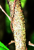  ( - BioBot02410)  @11 [ ] CreativeCommons - Attribution Non-Commercial Share-Alike (2010) Daniel H. Janzen Guanacaste Dry Forest Conservation Fund
