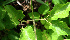  ( - BioBot02414)  @11 [ ] CreativeCommons - Attribution Non-Commercial Share-Alike (2010) Daniel H. Janzen Guanacaste Dry Forest Conservation Fund