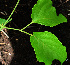  ( - BioBot02414)  @11 [ ] CreativeCommons - Attribution Non-Commercial Share-Alike (2010) Daniel H. Janzen Guanacaste Dry Forest Conservation Fund