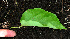  ( - BioBot02414)  @11 [ ] CreativeCommons - Attribution Non-Commercial Share-Alike (2010) Daniel H. Janzen Guanacaste Dry Forest Conservation Fund