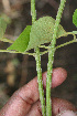  ( - BioBot02414)  @11 [ ] CreativeCommons - Attribution Non-Commercial Share-Alike (2010) Daniel H. Janzen Guanacaste Dry Forest Conservation Fund
