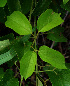  ( - BioBot02415)  @11 [ ] CreativeCommons - Attribution Non-Commercial Share-Alike (2010) Daniel H. Janzen Guanacaste Dry Forest Conservation Fund