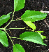  ( - BioBot02415)  @11 [ ] CreativeCommons - Attribution Non-Commercial Share-Alike (2010) Daniel H. Janzen Guanacaste Dry Forest Conservation Fund