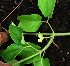  ( - BioBot02415)  @11 [ ] CreativeCommons - Attribution Non-Commercial Share-Alike (2010) Daniel H. Janzen Guanacaste Dry Forest Conservation Fund