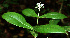  (Psychotria Espinoza5754 - BioBot02428)  @11 [ ] CreativeCommons - Attribution Non-Commercial Share-Alike (2010) Daniel H. Janzen Guanacaste Dry Forest Conservation Fund