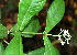  ( - BioBot02428)  @11 [ ] CreativeCommons - Attribution Non-Commercial Share-Alike (2010) Daniel H. Janzen Guanacaste Dry Forest Conservation Fund