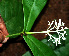  ( - BioBot02428)  @11 [ ] CreativeCommons - Attribution Non-Commercial Share-Alike (2010) Daniel H. Janzen Guanacaste Dry Forest Conservation Fund