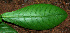  ( - BioBot02428)  @11 [ ] CreativeCommons - Attribution Non-Commercial Share-Alike (2010) Daniel H. Janzen Guanacaste Dry Forest Conservation Fund