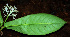  ( - BioBot02428)  @11 [ ] CreativeCommons - Attribution Non-Commercial Share-Alike (2010) Daniel H. Janzen Guanacaste Dry Forest Conservation Fund