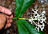  ( - BioBot02429)  @11 [ ] CreativeCommons - Attribution Non-Commercial Share-Alike (2010) Daniel H. Janzen Guanacaste Dry Forest Conservation Fund