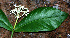  ( - BioBot02429)  @11 [ ] CreativeCommons - Attribution Non-Commercial Share-Alike (2010) Daniel H. Janzen Guanacaste Dry Forest Conservation Fund