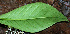  ( - BioBot02429)  @11 [ ] CreativeCommons - Attribution Non-Commercial Share-Alike (2010) Daniel H. Janzen Guanacaste Dry Forest Conservation Fund