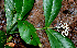  ( - BioBot02429)  @11 [ ] CreativeCommons - Attribution Non-Commercial Share-Alike (2010) Daniel H. Janzen Guanacaste Dry Forest Conservation Fund