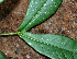  ( - BioBot02430)  @11 [ ] CreativeCommons - Attribution Non-Commercial Share-Alike (2010) Daniel H. Janzen Guanacaste Dry Forest Conservation Fund