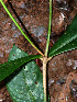  ( - BioBot02430)  @11 [ ] CreativeCommons - Attribution Non-Commercial Share-Alike (2010) Daniel H. Janzen Guanacaste Dry Forest Conservation Fund