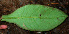  ( - BioBot02430)  @11 [ ] CreativeCommons - Attribution Non-Commercial Share-Alike (2010) Daniel H. Janzen Guanacaste Dry Forest Conservation Fund