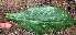  ( - BioBot02430)  @11 [ ] CreativeCommons - Attribution Non-Commercial Share-Alike (2010) Daniel H. Janzen Guanacaste Dry Forest Conservation Fund