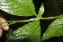  ( - BioBot05012)  @11 [ ] CreativeCommons - Attribution Non-Commercial Share-Alike (2010) Daniel H. Janzen Guanacaste Dry Forest Conservation Fund