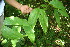  ( - BioBot05015)  @11 [ ] CreativeCommons - Attribution Non-Commercial Share-Alike (2010) Daniel H. Janzen Guanacaste Dry Forest Conservation Fund
