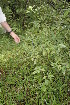  ( - BioBot05022)  @11 [ ] CreativeCommons - Attribution Non-Commercial Share-Alike (2010) Daniel H. Janzen Guanacaste Dry Forest Conservation Fund