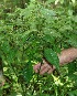 ( - BioBot05023)  @11 [ ] CreativeCommons - Attribution Non-Commercial Share-Alike (2010) Daniel H. Janzen Guanacaste Dry Forest Conservation Fund