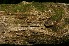  ( - BioBot05034)  @11 [ ] Copyright (2010) Unspecified Unspecified
