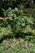  ( - BioBot05047)  @11 [ ] CreativeCommons - Attribution Non-Commercial Share-Alike (2010) Daniel H. Janzen Guanacaste Dry Forest Conservation Fund