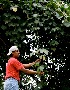  ( - BioBot05077)  @11 [ ] CreativeCommons - Attribution Non-Commercial Share-Alike (2010) Daniel H. Janzen Guanacaste Dry Forest Conservation Fund
