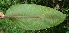 ( - BioBot05086)  @11 [ ] CreativeCommons - Attribution Non-Commercial Share-Alike (2010) Daniel H. Janzen Guanacaste Dry Forest Conservation Fund