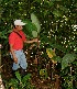  ( - BioBot05087)  @11 [ ] CreativeCommons - Attribution Non-Commercial Share-Alike (2010) Daniel H. Janzen Guanacaste Dry Forest Conservation Fund